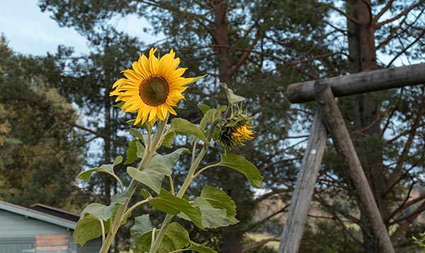 skolehagen-steinerskolen-eidsvoll Skolehagen på Steinerskolen Eidsvoll